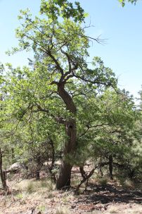 Rocky Ridge old oak tree